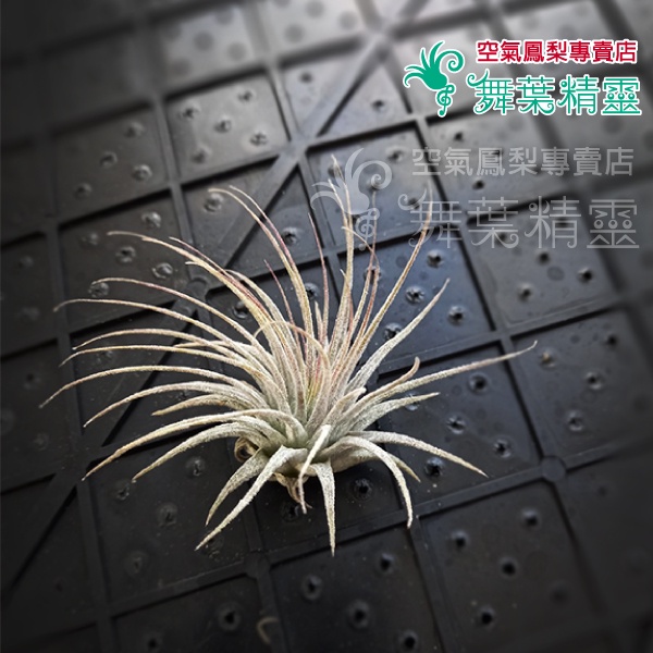 ★舞葉精靈★斑馬小精靈★側芽★Tillandsia ionantha 'Zebrina'☆植株☆空鳳☆空氣鳳梨☆