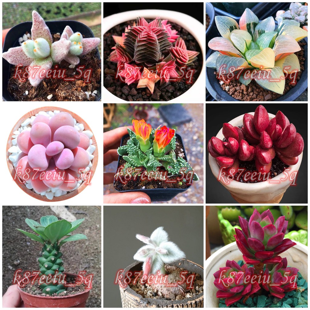 新款 多肉 種子 熊童子石頭玉多肉植物室內外花卉盆栽多肉植物 種籽 蝦皮購物