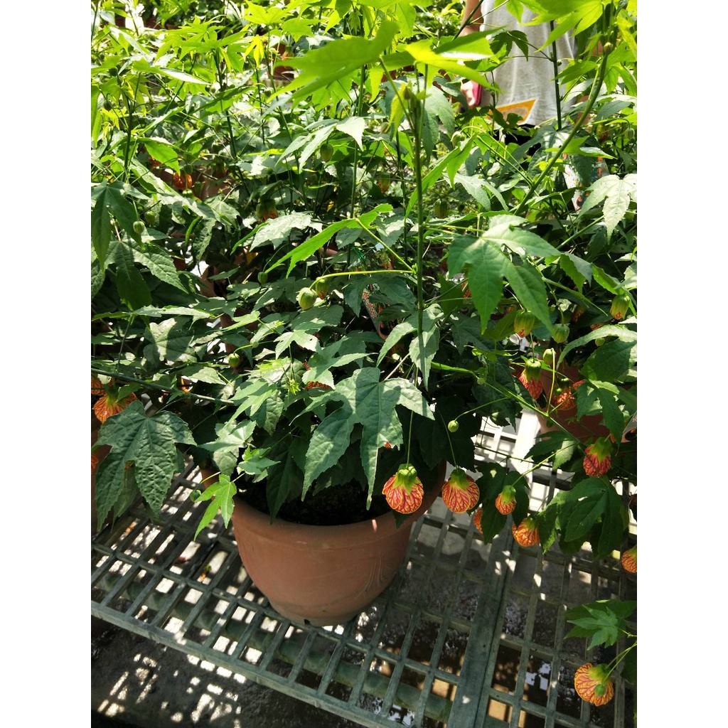 🎄綠世界🎄觀葉植物🎄燈籠花-8吋歐盆