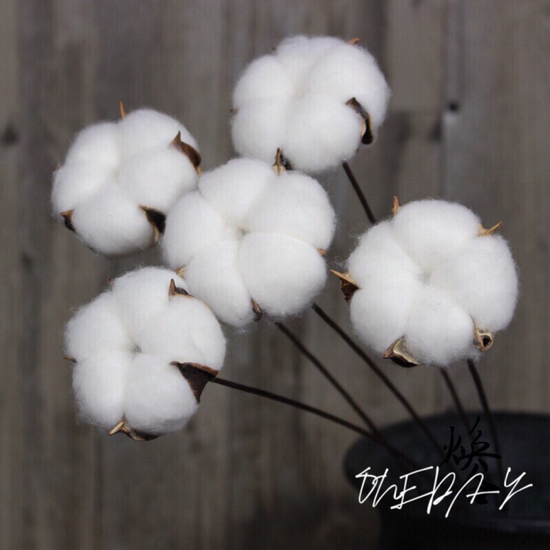 Oneday 現貨 現乾燥花棉花花頭棉花頭棉花桿乾燥花材料橡果松果蘑菇插花花材松塔 蝦皮購物