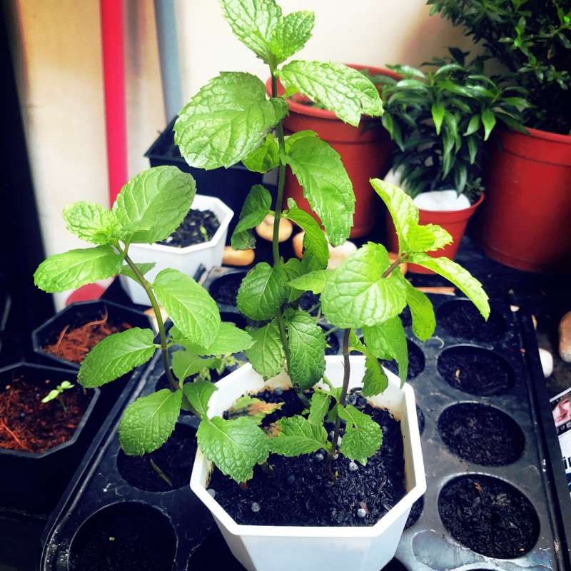 居家園藝薄荷盆栽3吋盆 蝦皮購物