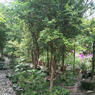 田尾名花植物果樹價格可議樹高200公分以上樹葡萄已會結果量多果實甜