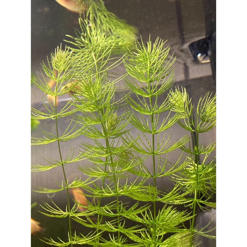 耕魚水族gengyu 金魚藻新手水草水草孔雀魚水草水草魚缸造景生態缸 蝦皮購物