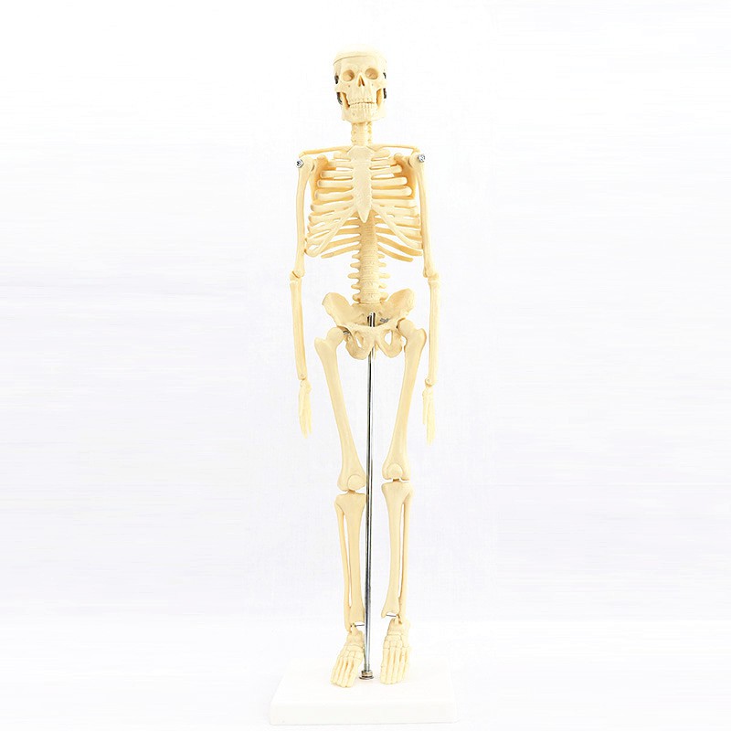 美術藝用醫學標準45CM人體骨骼模型骨骼骨架教學模型 MGG101
