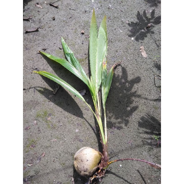 ✪鑫園✪矮種椰子苗。矮椰。泰國矮種椰子。七尺椰。綠色。矮種香水椰
