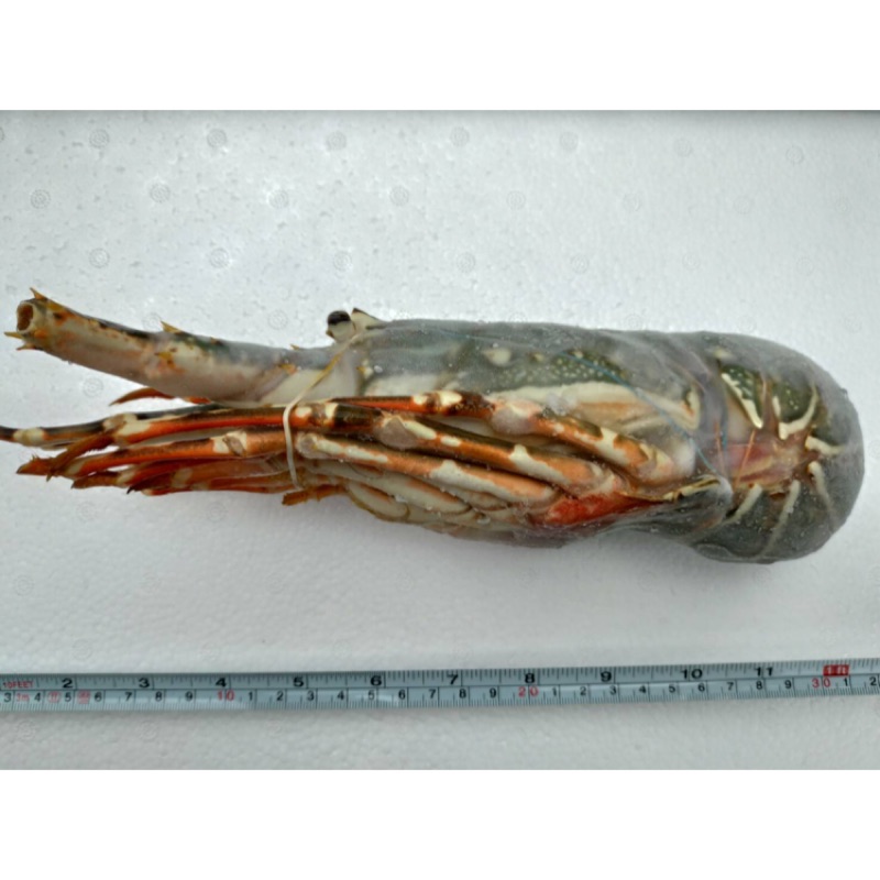 生凍小龍蝦(1隻400～500g)