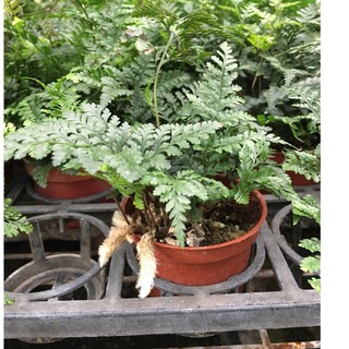 一禪種苗園-雙魚座的守護者<兔腳蕨苗>蕨類植物-3吋盆/綠手絨足的蕨類/根莖帶有白色絨毛/新手種植/陽臺/窗臺/門廊