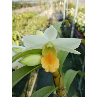 上賓蘭園 Den. Dawn Maree x Den Scabringue
