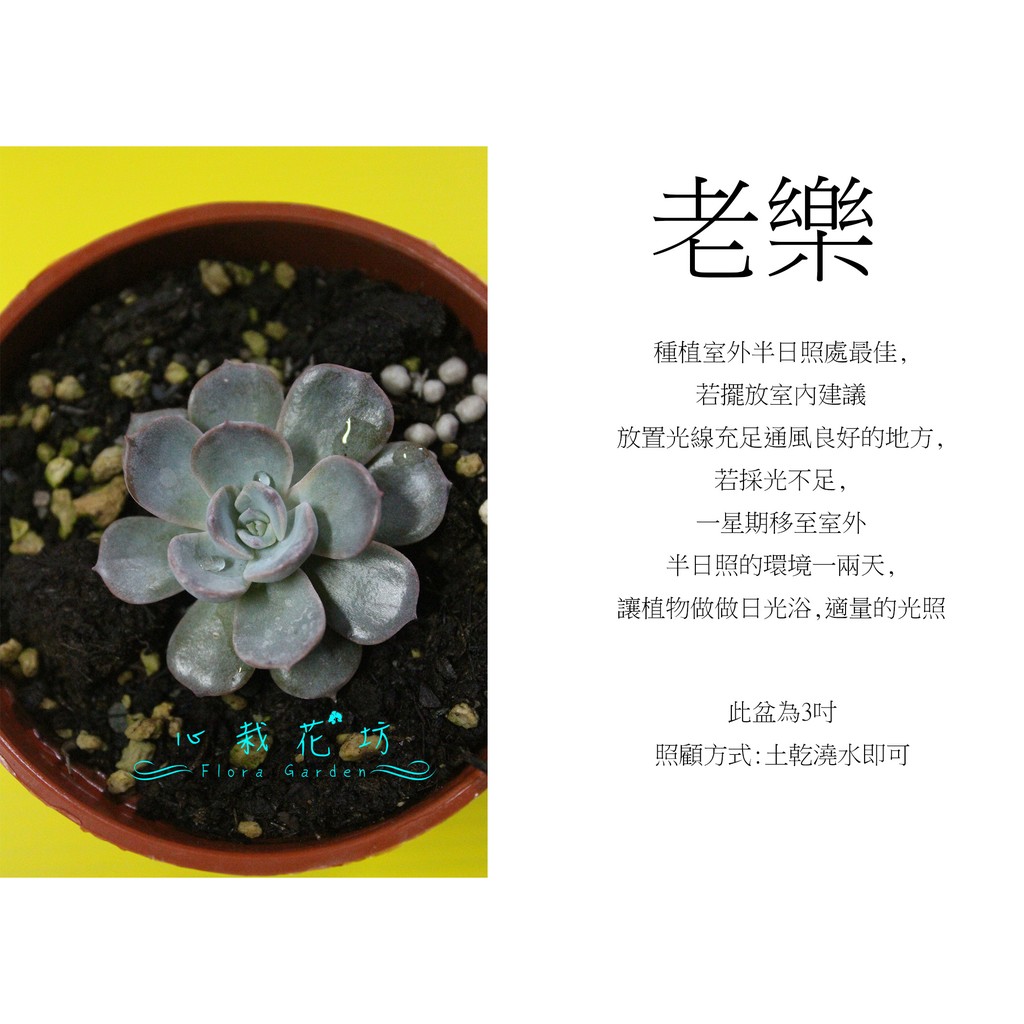 心栽花坊 老樂 2 3吋 多肉植物 售價50特價40 蝦皮購物