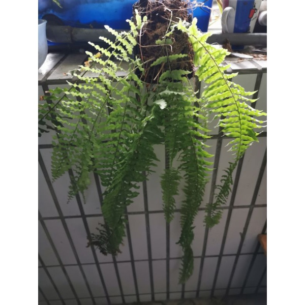 垂簾植物窗簾蕨 長葉波浪蕨蕨類植物半日光陽臺室內垂簾植物好照顧 蝦皮購物