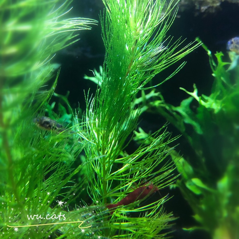 金魚藻 松藻 魚草 細草 軟草 水生植物 水草 蝦皮購物