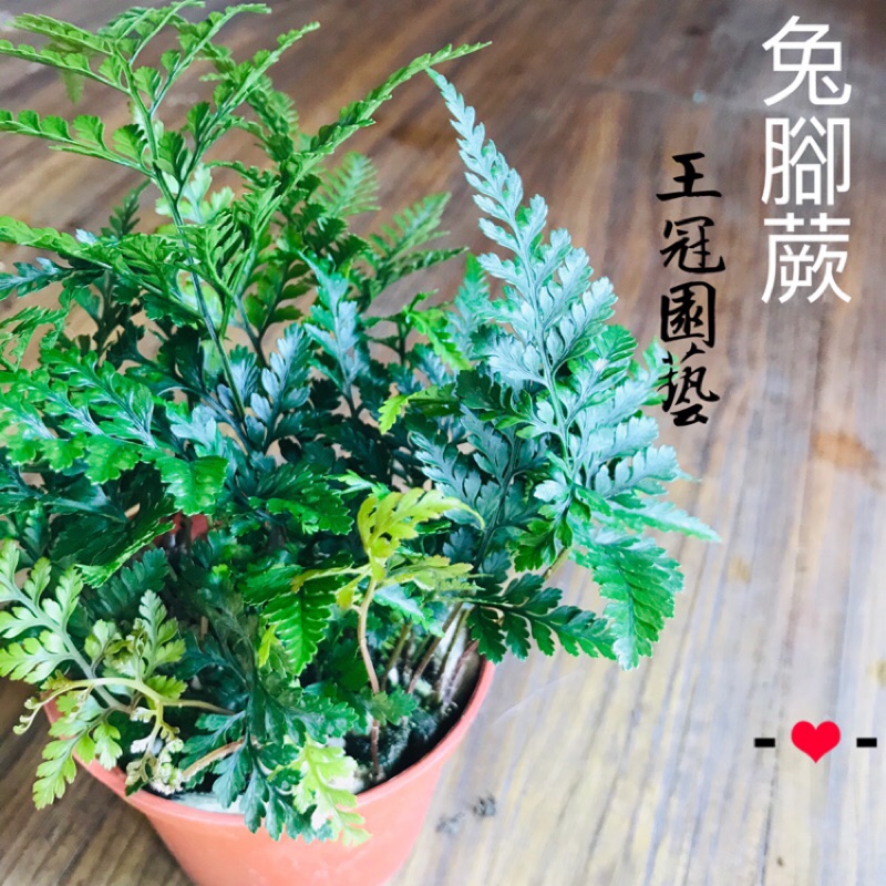 王冠園藝 兔腳蕨三寸盆室內外植物蕨類盆栽davallia Mariesii 蝦皮購物