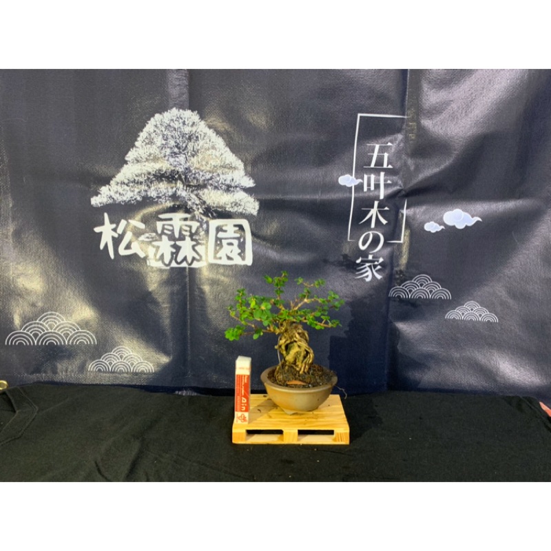 松霖園五葉松專賣黑松壽娘子小盆栽毛苔球植物 蝦皮購物