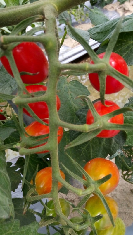 玉女小蕃茄 番茄 自產自銷