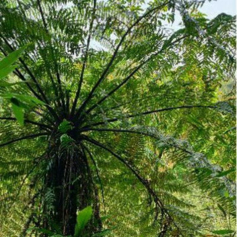 台灣樹蕨，（蛇木苗）一呎2吋盆。台灣桫欏，徑粗9～12公分。