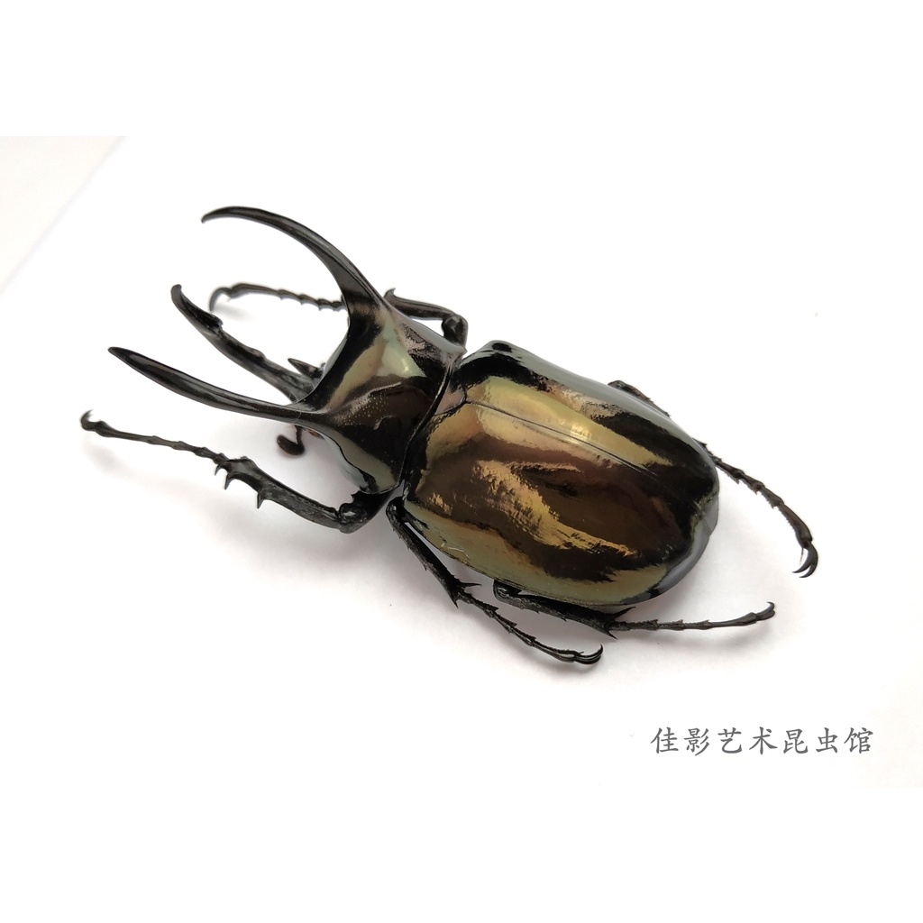 南洋大兜蟲標本 Ptt Dcard討論與高評價網拍商品 21年10月 飛比價格