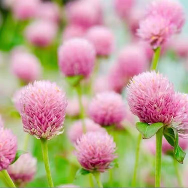 千日紅花種子 Ptt Dcard討論與高評價網拍商品 21年10月 飛比價格