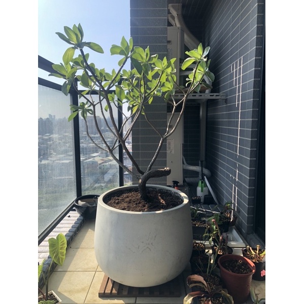 盆器雜貨店 台灣現貨秒發 水泥盆盆栽花盆花器白水木水磨石圓盆 不是免運費請看內文 蝦皮購物