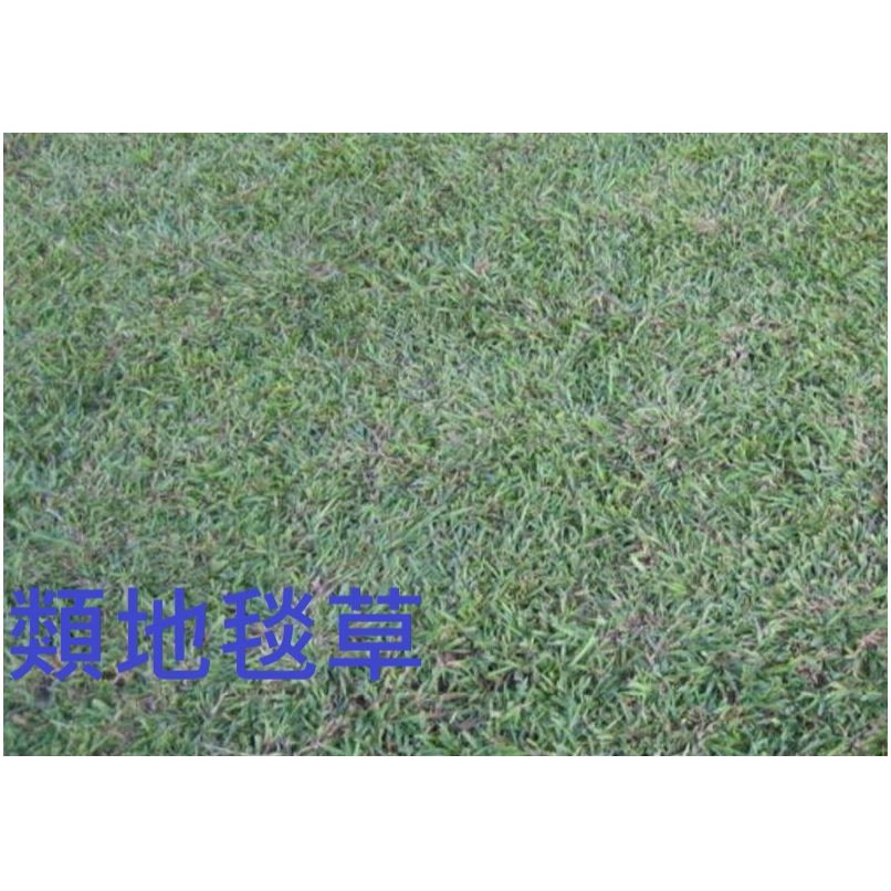 類地毯草種子100g 澳洲進口種子另稱 愛芬地毯草地毯草巴西地毯草可參考 蝦皮購物