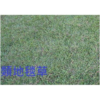 類地毯草種子 100g 澳洲進口 種子 另稱:愛芬地毯草 地毯草 巴西地毯草 可參考