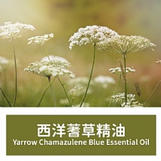 【馥靖精油】西洋蓍草精油 100ml Yarrow Chamazulene Blue Essential Oil