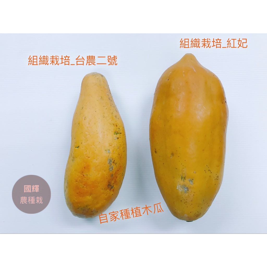國輝農種栽 農友台農二號 組織栽培 木瓜種苗 1盆80元 植株中高結果力強豐產果肉橙紅色 水果種苗 蝦皮購物