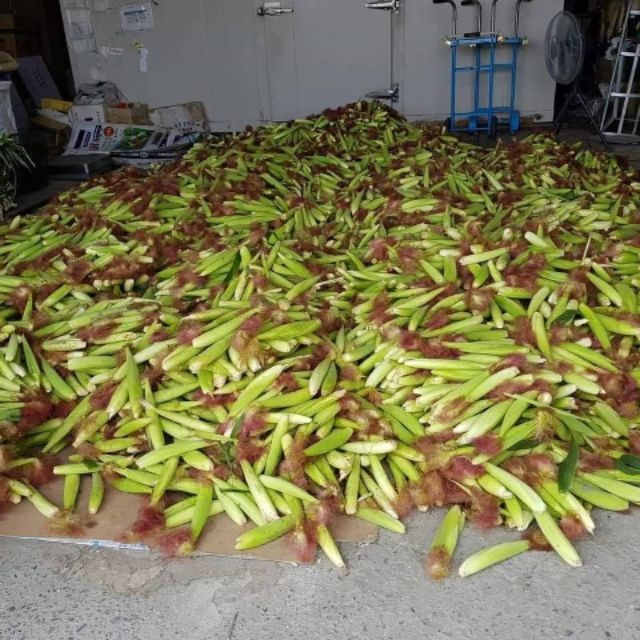 紅鬚玉米筍1斤40元（無毒栽培）