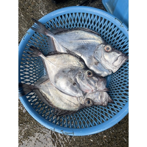 魴魚多利魚 拍賣 評價與ptt熱推商品 21年7月 飛比價格