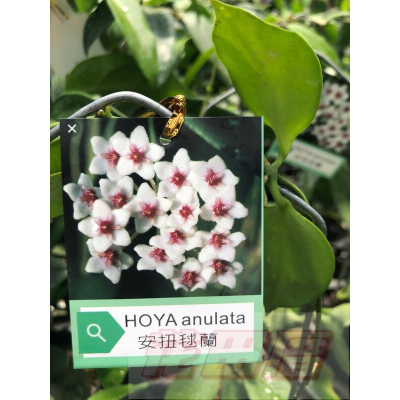 花田厝-藤蔓植物_安扭毬蘭_4吋盆高10-20cm 小巧可愛 (現貨商品) #8