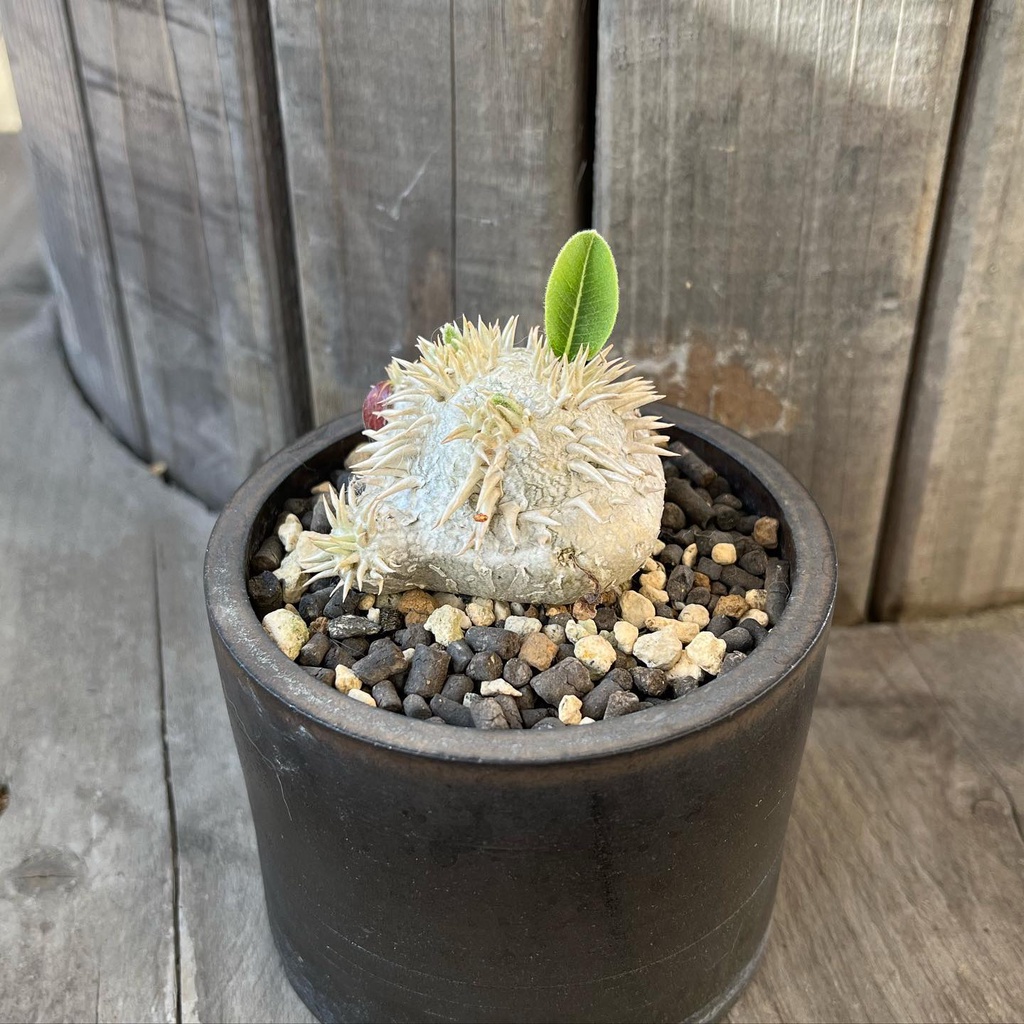 惠比須笑交種塊根植物 白色外表 生長開花 塊根愛好者 潮流愛好者 容易種植 蝦皮購物