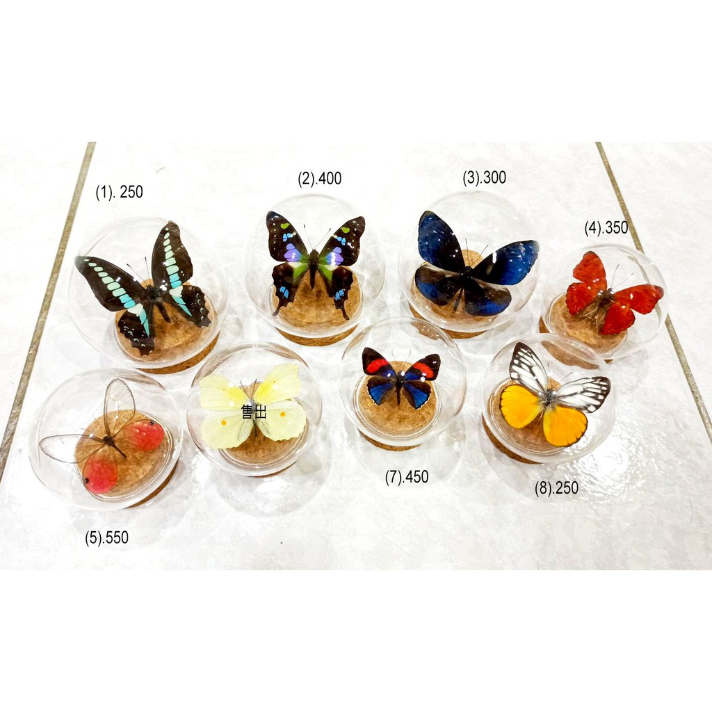 蟲新發現╭○-○╮蝴蝶標本A1 ~ 聖誕禮物系列-迷你玻璃罩(軟木塞底座)搭配蝴蝶組~