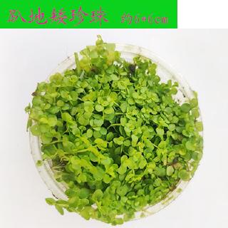 魚缸裡的綠植沉木不用土的水草植物活無土水養免泥懶人水族箱造景 蝦皮購物