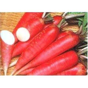 日本手指紅蘿蔔種子300粒30元