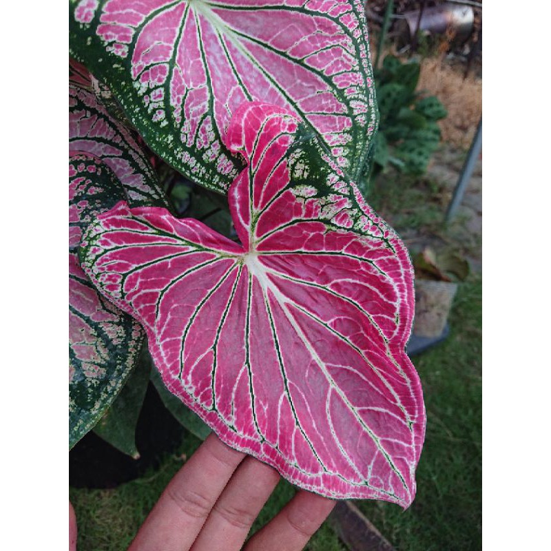 開心農元 觀葉植物 泰國美人彩葉芋caladium Thai Beauty 熱門ig 網紅雨林植物 蝦皮購物