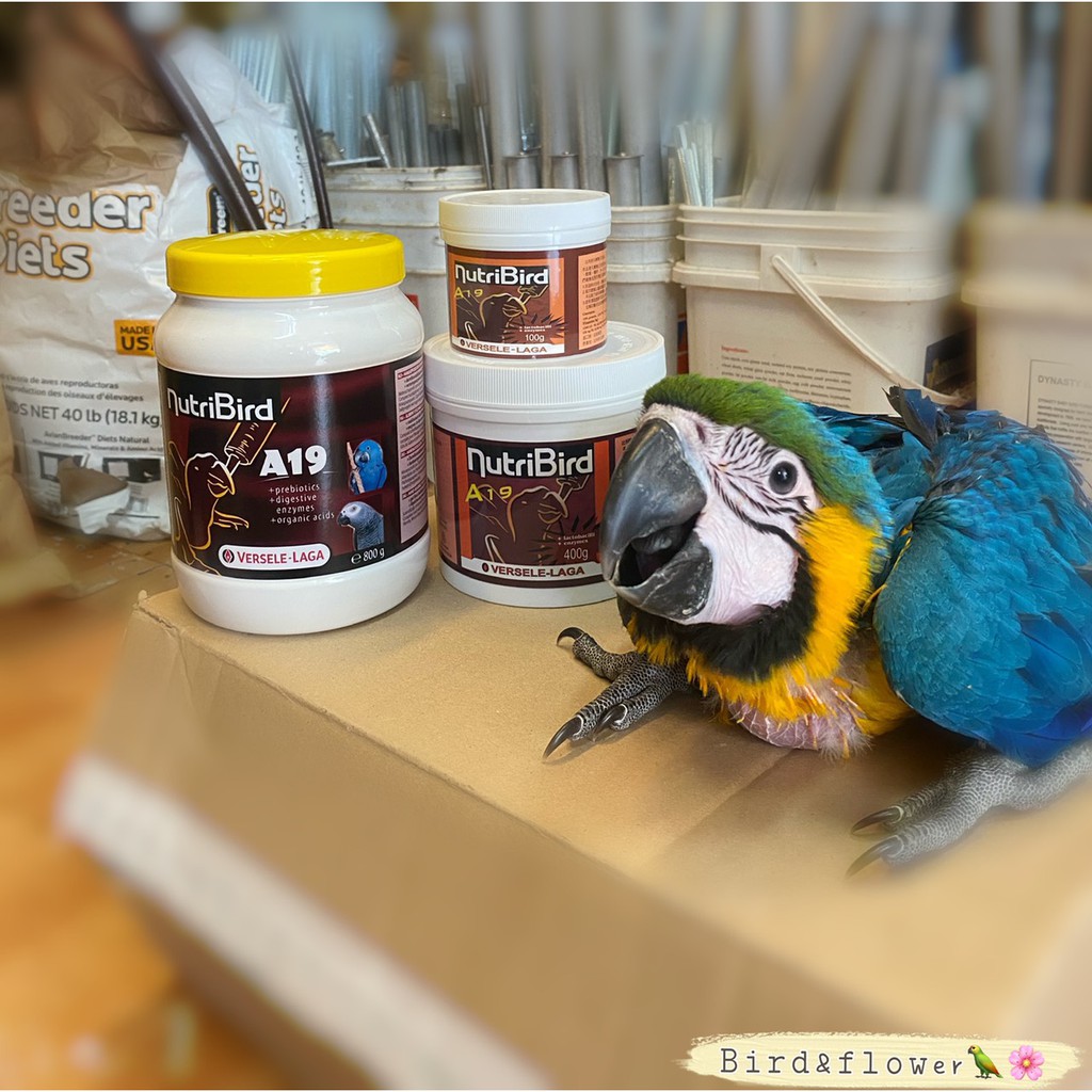 金剛鸚鵡幼鳥價格五彩金剛鸚鵡價格可達六萬 壹讀