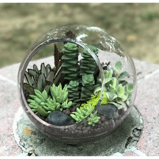 斜口平底玻璃球玻璃瓶 微景觀苔蘚生態瓶 高透明多肉玻璃花瓶 DIY花瓶創意禮品