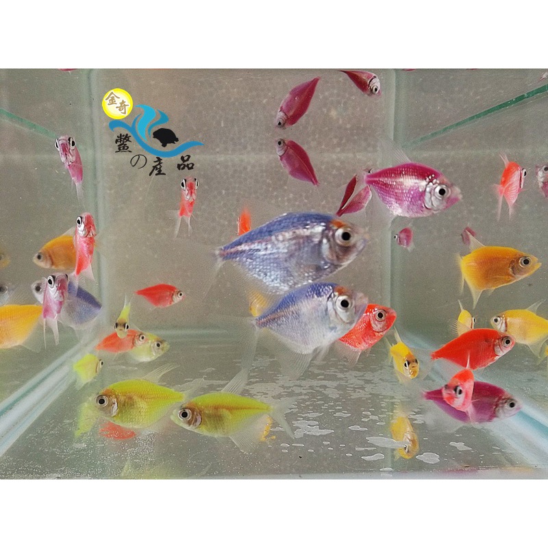 彩色磚魚螢光天使魚彩群魚高級活餌 蝦皮購物