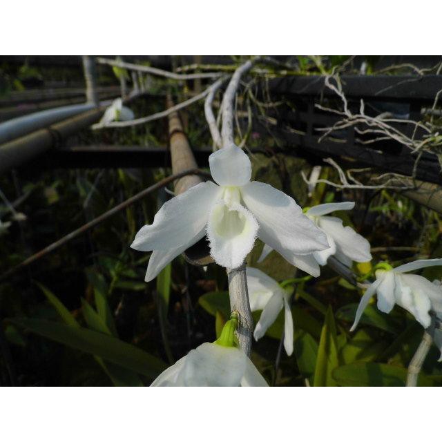大眾蘭園 石斛蘭  白色十八棒   此品種花強香