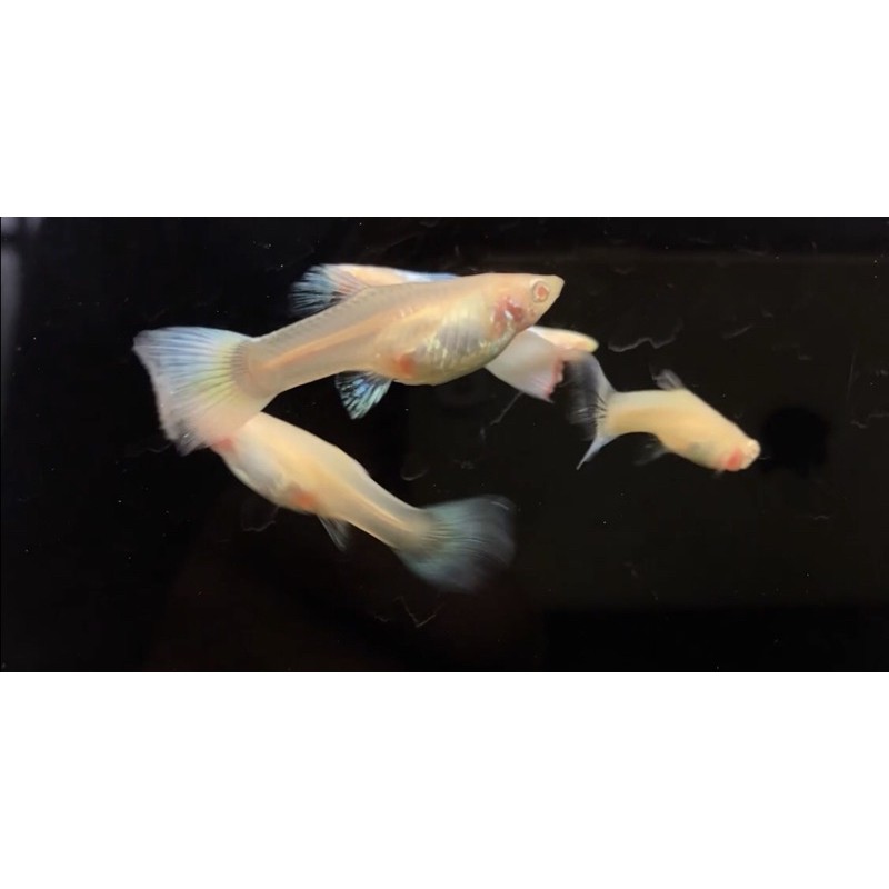 耕魚水族gengyu 天藍白子全紅白子丹頂白子孔雀魚專用飼料 蝦皮購物
