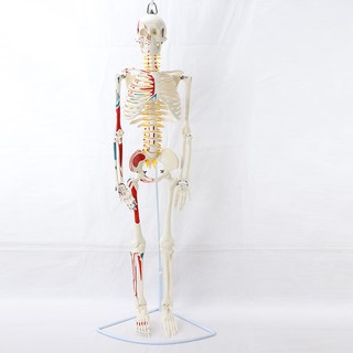 醫學85CM掛式人體骨骼模型神經肌肉起止骨架瑜伽教學脊柱用 MGG204