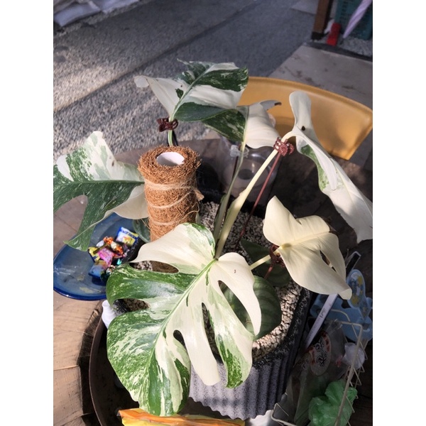 日本白斑龜背芋阿真肉肉日記多肉植物仙人掌塊根植物觀葉植物送禮盆栽花盆花器 蝦皮購物