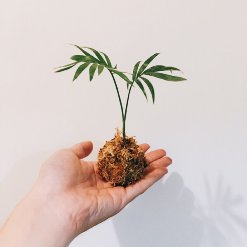 水苔球 迷你椰子 島嶼 苔玉水苔耐陰植物袖珍椰子 蝦皮購物