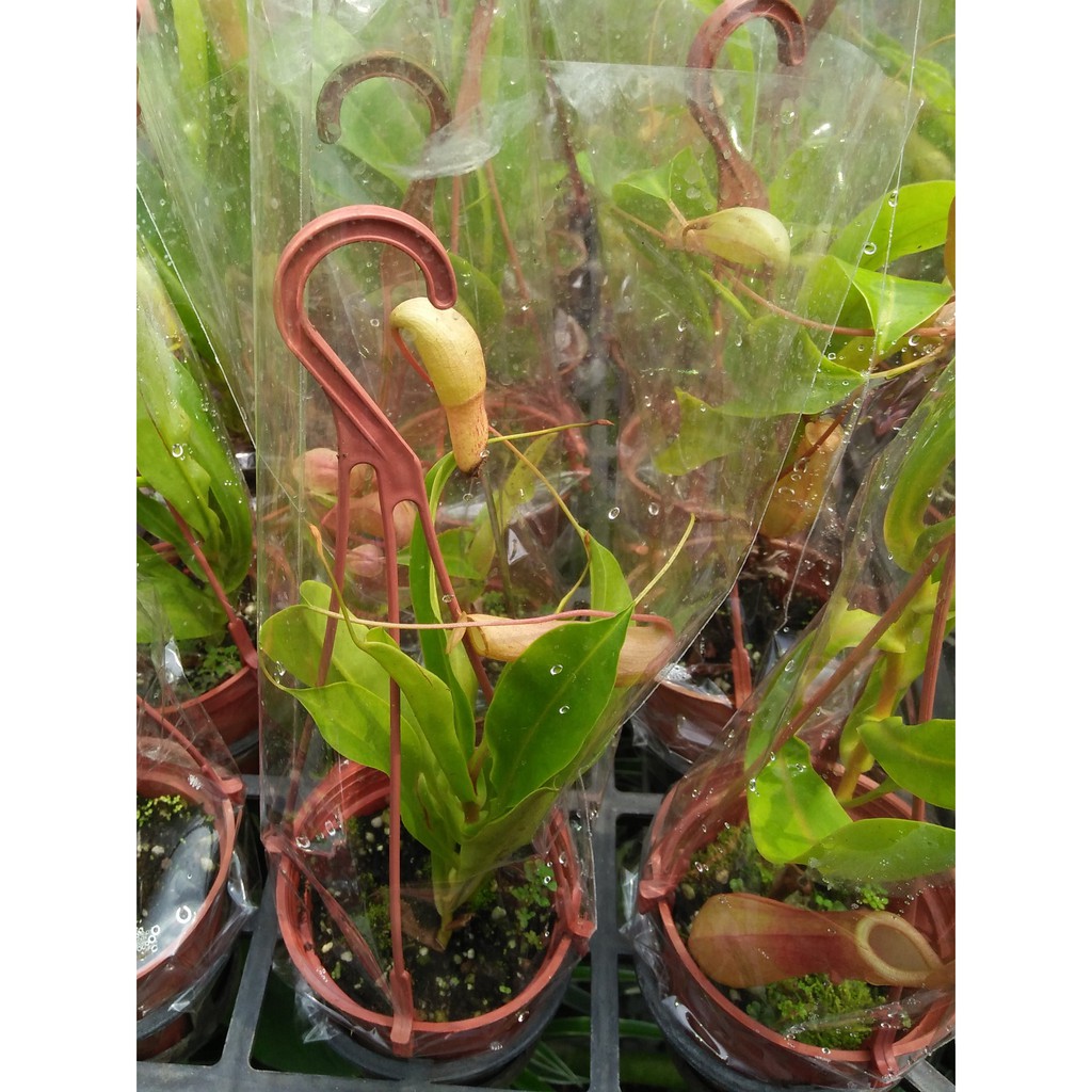 食蟲植物 豬籠草 小籠 花森林植物的家 3吋盆 蝦皮購物