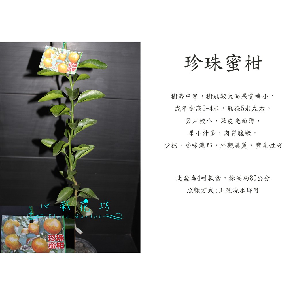 心栽花坊-珍珠蜜柑/蜜柑/柑橘類/嫁接苗/水果苗/售價180特價150
