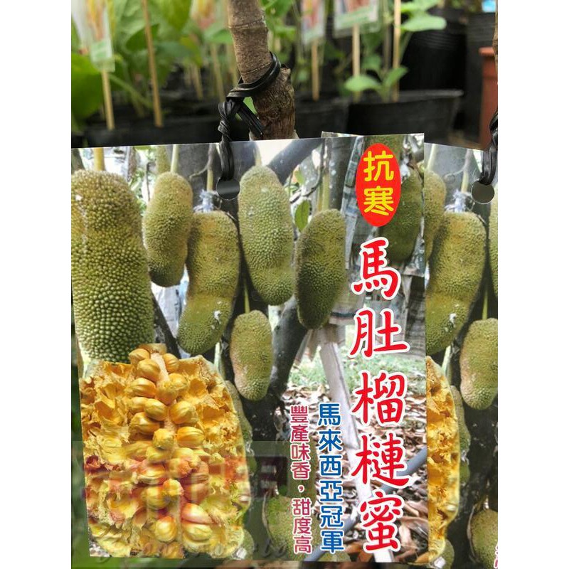 花花世界_水果果苗馬肚榴槤蜜(嫁接苗) 4-5吋盆  高50-70cm