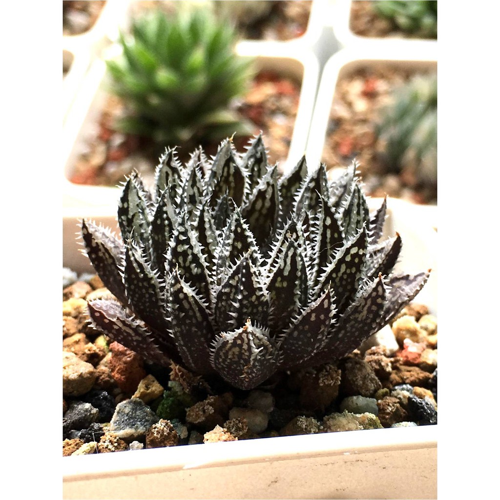 多肉植物百合科十二卷屬haworthia 日輸正牌紅葉錦 蝦皮購物