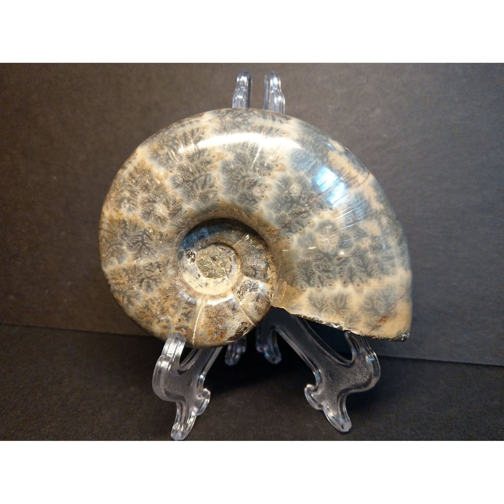 【實物實拍】【現貨】【露蝦】馬達加斯加 帆船菊石化石(110mm) 自然科學 古生物 活化石 收藏 恐龍 三葉蟲