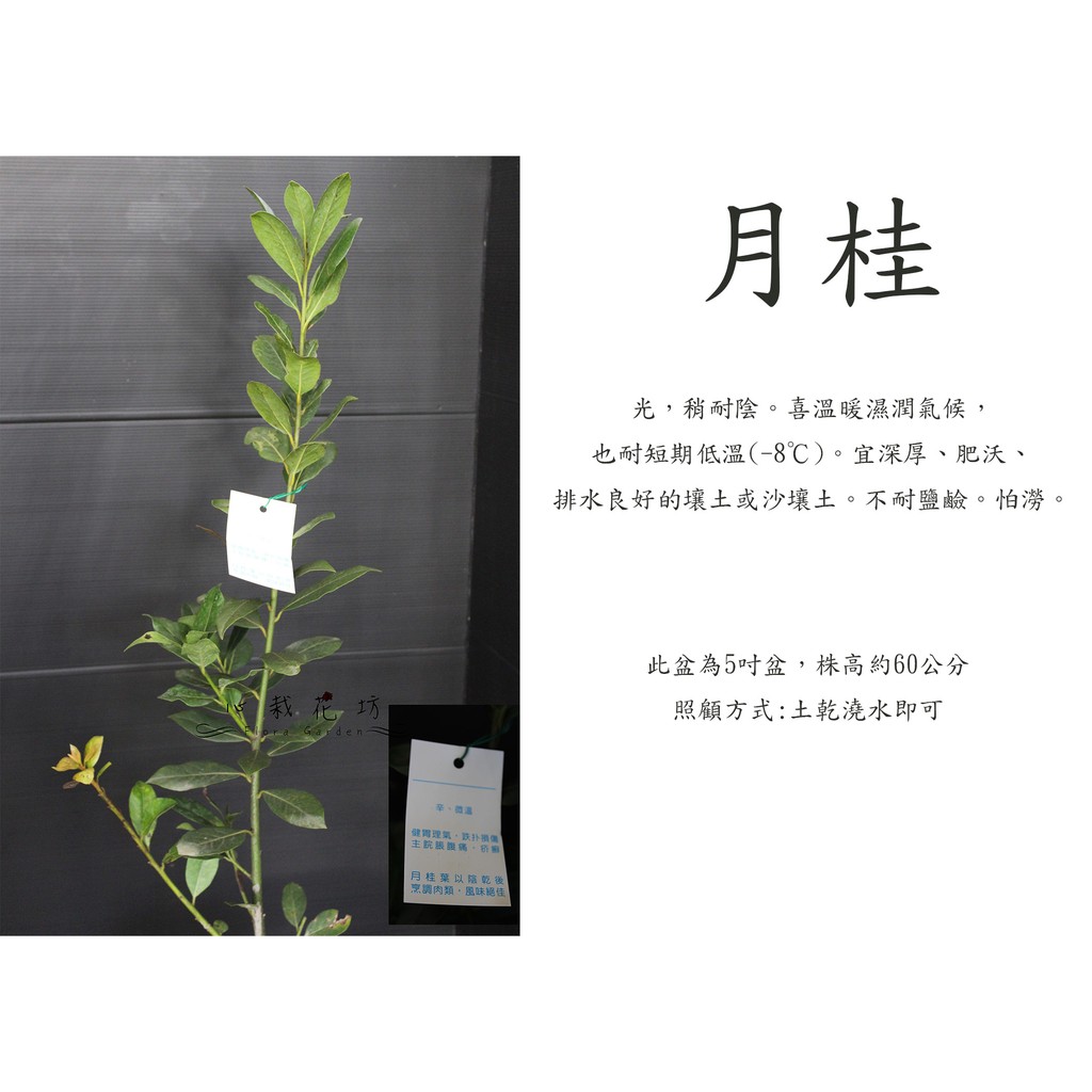 心栽花坊 月桂 月桂樹 5吋 香料香草植物 售價250特價0 蝦皮購物