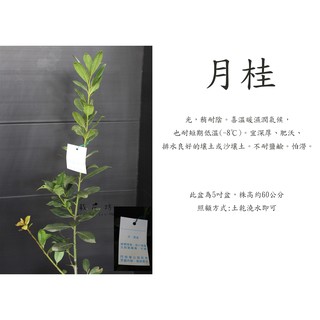 月桂樹 優惠推薦 21年7月 蝦皮購物台灣