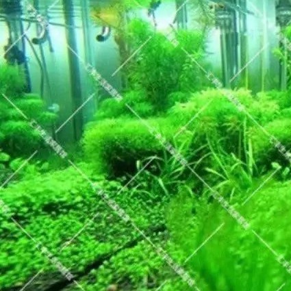 水草種子的價格推薦 21年6月 比價比個夠biggo